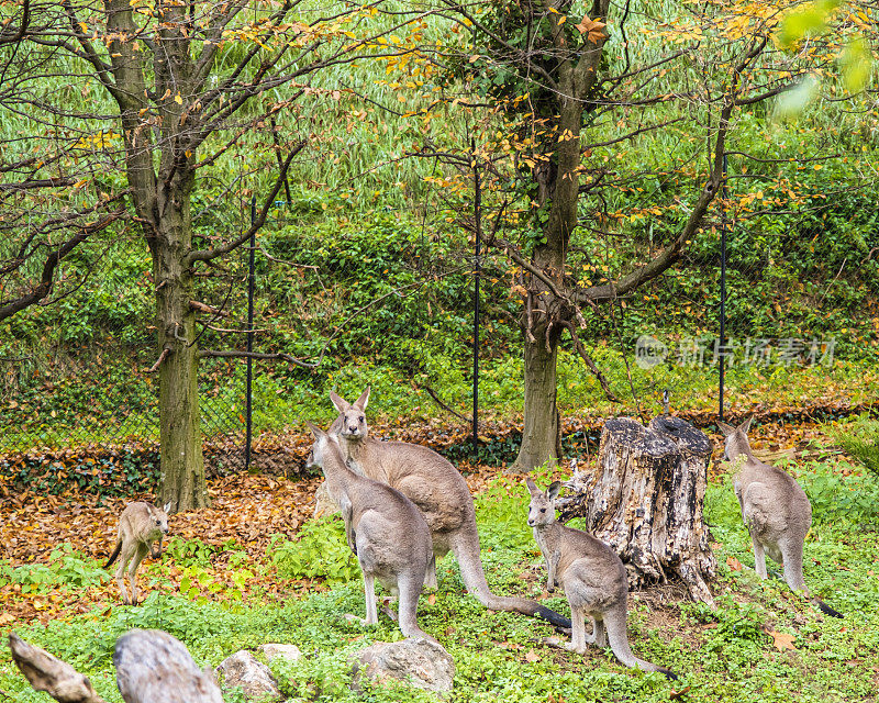 东方灰袋鼠(Macropus giganteus)